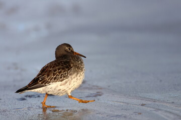 purple sandpiper