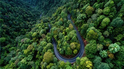 Fototapeta premium Aerial view of winding road curves through lush green forest ecosystem up to the Mountains, panoramic perspective of natural Rainforest