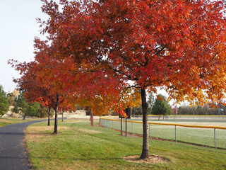 Morning sunrise lights up the trees in their fall glory with a walking path passing underneath them in a local park.