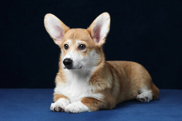 Beautiful young Pembroke Welsh Corgi dog