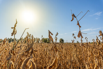 Soybean field under a bright sun with dry plants swaying gently in the afternoon breeze near rural...