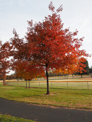 Morning sunrise lights up the trees in their fall glory with a walking path passing underneath them in a local park.