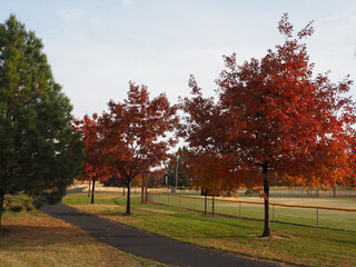 Morning sunrise lights up the trees in their fall glory with a walking path passing underneath them in a local park.