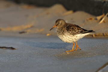 purple sandpiper