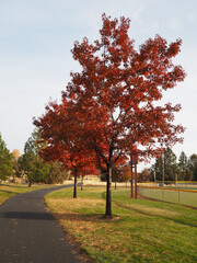Morning sunrise lights up the trees in their fall glory with a walking path passing underneath them in a local park.