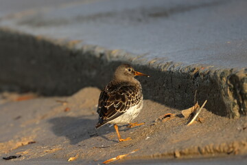 purple sandpiper