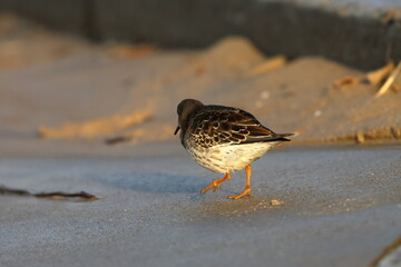 purple sandpiper