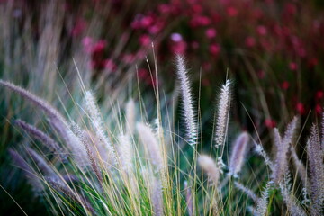 reeds and purple flowers in the park © Sphotos