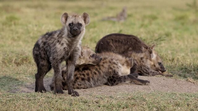 Young spotted hyena pup stares at camera near den in Masai Mara