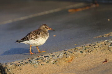 purple sandpiper