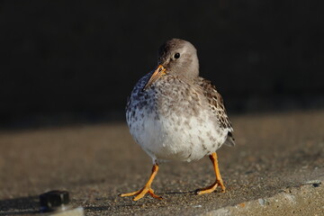 purple sandpiper