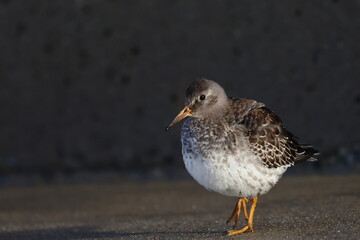 purple sandpiper
