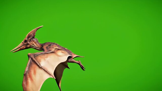 3D Pteranodon Pterosaur is flying entering the right side and outing on the left side on the chroma key. 4k dinosaur fly on green screen, with a long toothless beak, a long bony crest, and a wingspan