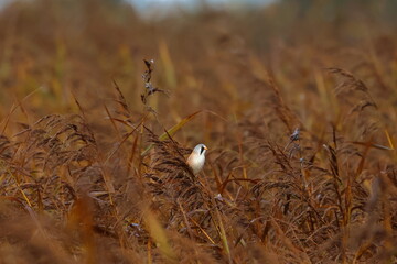 bearded reedling