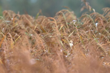 bearded reedling