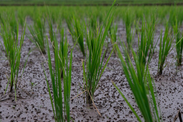 Young rice plants growing in a wet paddy field, surrounded by small earthworm mounds that naturally enrich the soil and support healthy crop growth.