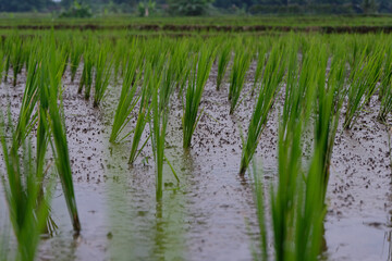 Young rice plants growing in a wet paddy field, surrounded by small earthworm mounds that naturally enrich the soil and support healthy crop growth.