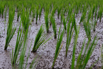 Young rice plants growing in a wet paddy field, surrounded by small earthworm mounds that naturally enrich the soil and support healthy crop growth.