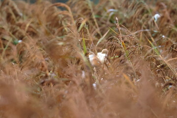 bearded reedling