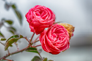 Red rose dusted with frost