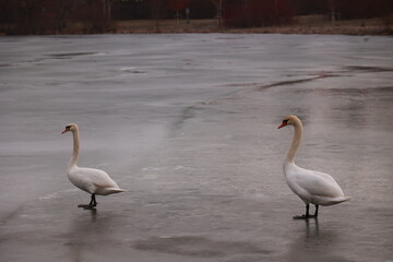 Two swans standing on a frozen lake