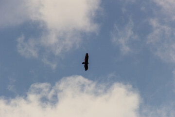 A bird flying in the cloudy sky