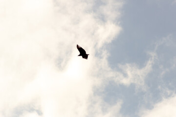 A bird flying in the cloudy sky