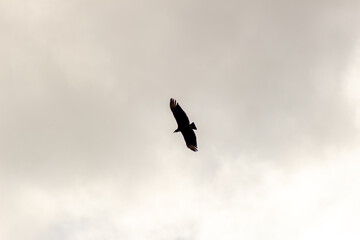 A bird flying in the cloudy sky