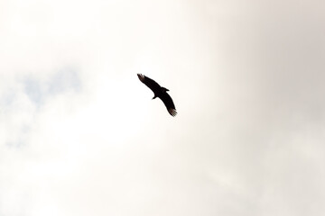 A bird flying in the cloudy sky