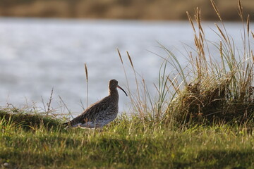 curlew