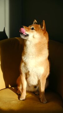 Adorable shiba inu dog sitting on yellow armchair in warm sunlight, getting rewarded with treat from its owner hand. Cute pet licks its lips and performs tricks for snack