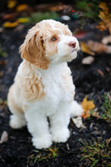 Portrait of a white and brown fluffy doodle puppy sitting on dark ground outside  looking up and to the side with light eyes shot from a high point of view