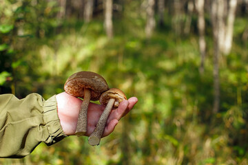 An edible mushroom in the hands of a woman. Birch mushroom.