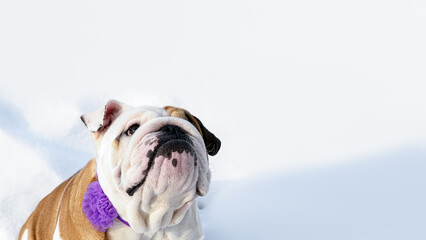 Portrait of a cute English bulldog with a festive bow. Pets.