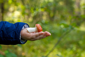 An edible mushroom with a red cap in the boy's hand. The beauty of nature.