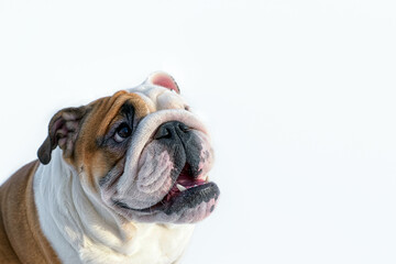 Portrait of a cute English bulldog on a white background. The year of the dog.