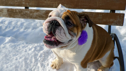 Funny English bulldog in a winter park, sitting on a bench.
