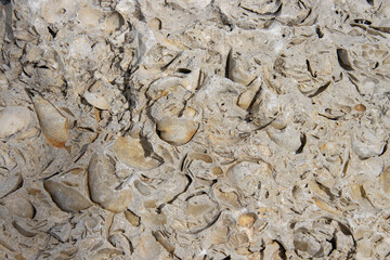 Shell Encrusted Rock