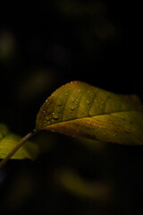 leaf with water drops