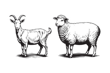Vintage illustration of a goat and a sheep standing side by side