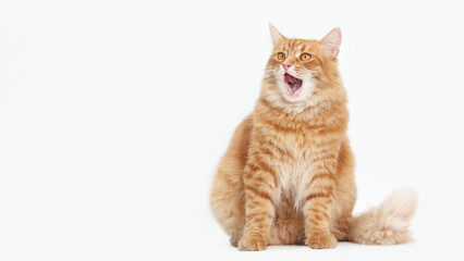 Fluffy ginger cat sitting on a white background with mouth open, expressive studio portrait perfect...