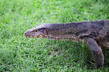 Giant Monitor Lizard on a green grass ground in Bangkok, Thailand