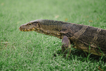 Giant Monitor Lizard on a green grass ground in Bangkok, Thailand