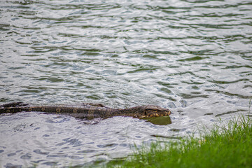 Giant Monitor Lizard swimming in a lake in Lumpini Park, Bangkok