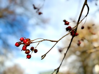 Close-up of red rosehip berries on thin branches against a soft blurred background. Autumn scene with natural wild fruits and gentle light.