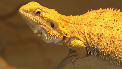 Close up of a Bearded Dragon lizard under warm light