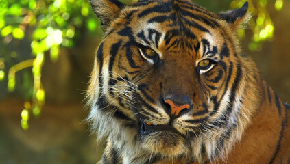 Close up of a Sumatran tiger with green foliage background