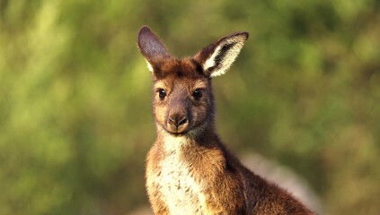 Fototapeta premium Close-up Portrait of a Young Kangaroo in Sunlight marsupial