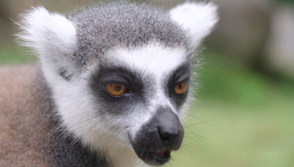Naklejka premium Close-up portrait of a ring-tailed lemur with bright orange eyes