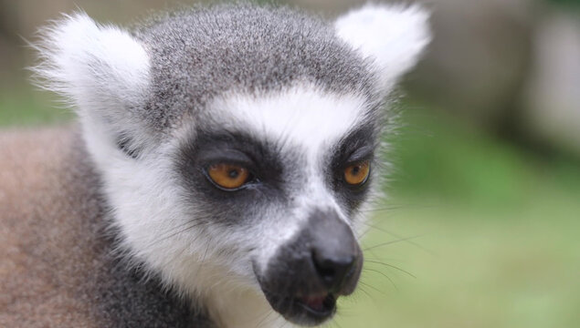 Close-up portrait of a ring-tailed lemur with bright orange eyes